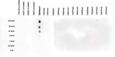 Dot Blot: Histone H3 [Methyl Lys4] Antibody [NBP2-59150] - Analysis was performed to test the cross reactivity of the antibody against H3K4me1 with peptides containing other modifications or unmodified sequences of histone H3. Other histone modifications include di- and trimethylation of the same lysine and mono-, di- and trimethylation of lysine 9, 27 and 36 and 79. 100 to 0.2 pmol of the peptides were spotted on a membrane. The antibody was used at a dilution of 1:20,000. Figure shows a high specificity of the antibody for the modification of interest.